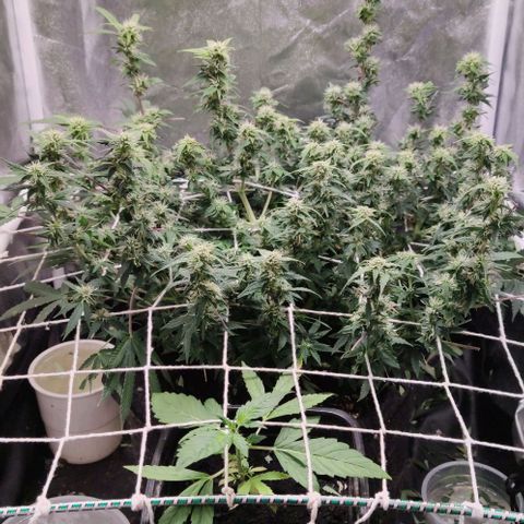 Amnésia Bubba growlog timeline photo