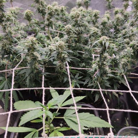 Amnésia Bubba growlog timeline photo