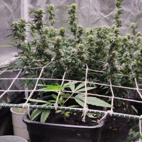Amnésia Bubba growlog timeline photo