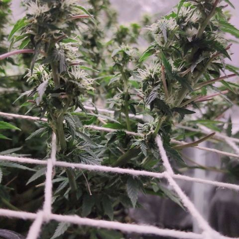 Amnésia Bubba growlog timeline photo
