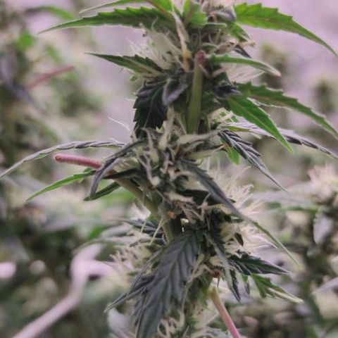 Amnésia Bubba growlog timeline photo