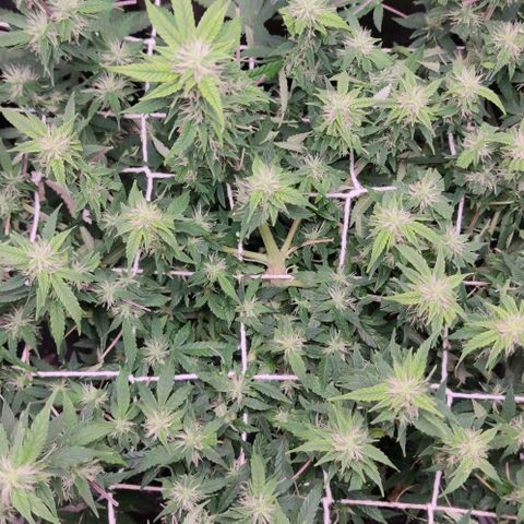 Amnésia Bubba growlog timeline photo
