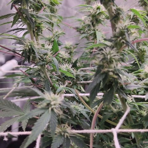 Amnésia Bubba growlog timeline photo