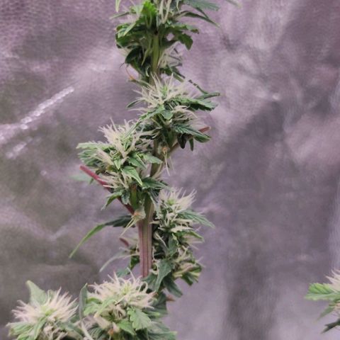 Amnésia Bubba growlog timeline photo