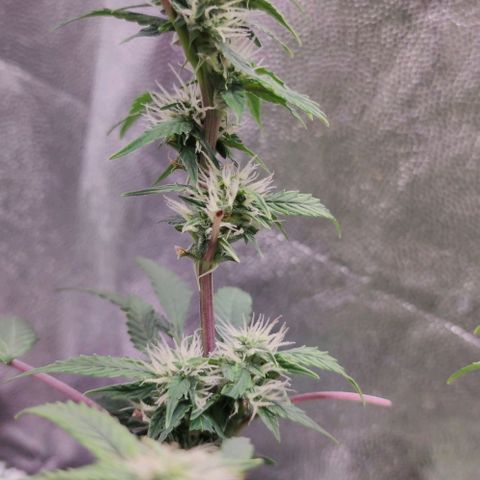 Amnésia Bubba growlog timeline photo