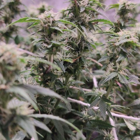Amnésia Bubba growlog timeline photo
