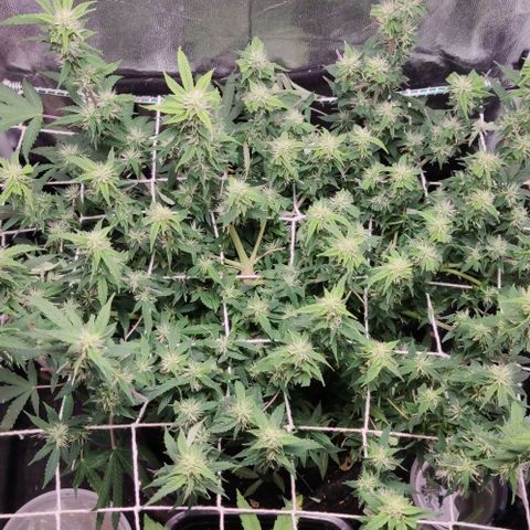 Amnésia Bubba growlog timeline photo