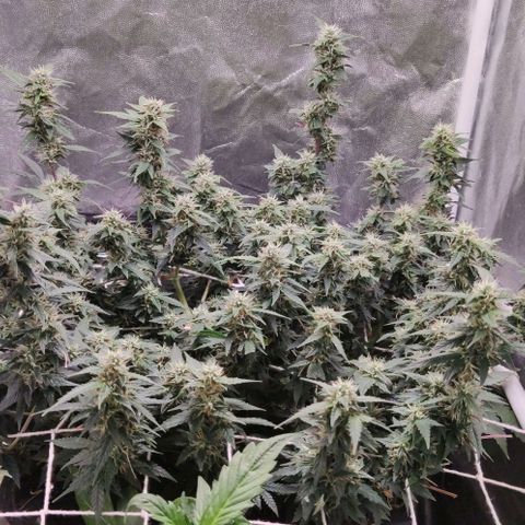Amnésia Bubba growlog timeline photo