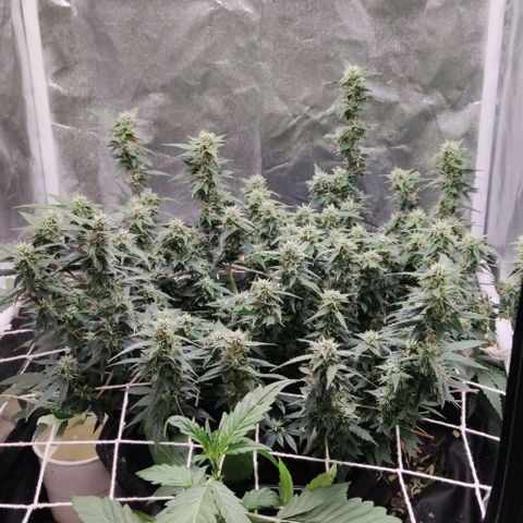 Amnésia Bubba growlog timeline photo