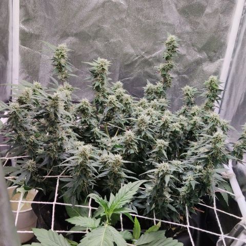 Amnésia Bubba growlog timeline photo