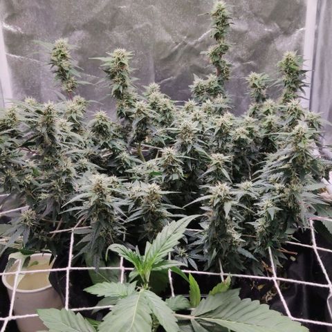 Amnésia Bubba growlog timeline photo
