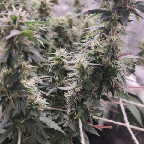 Amnésia Bubba growlog timeline photo