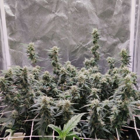 Amnésia Bubba growlog timeline photo