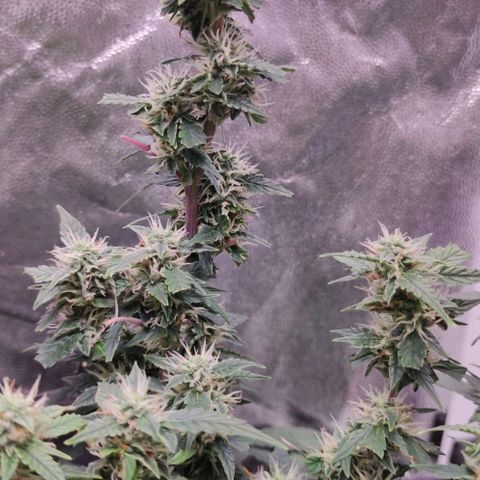 Amnésia Bubba growlog timeline photo