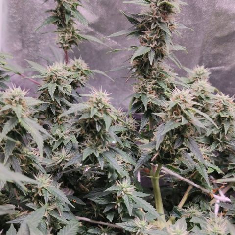 Amnésia Bubba growlog timeline photo