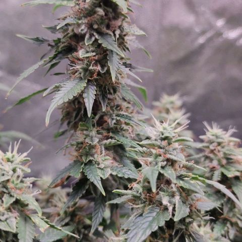 Amnésia Bubba growlog timeline photo