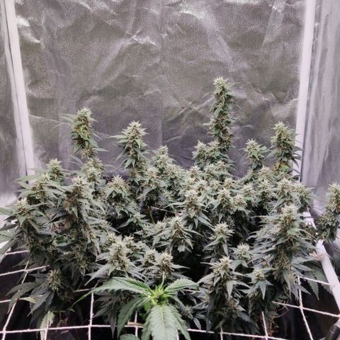 Amnésia Bubba growlog timeline photo