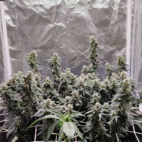 Amnésia Bubba growlog timeline photo