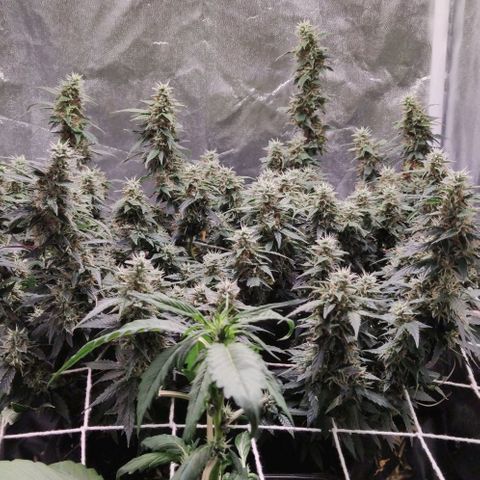 Amnésia Bubba growlog timeline photo