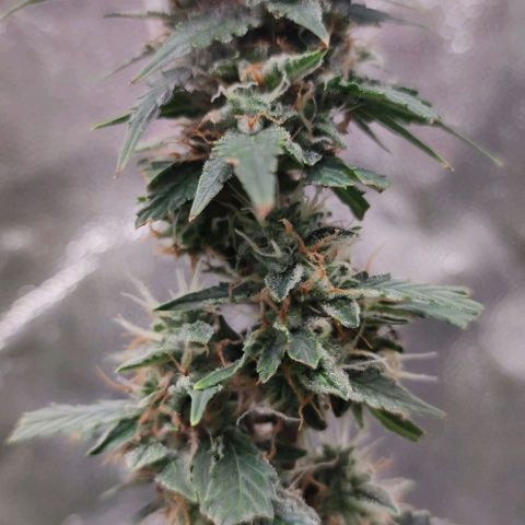 Amnésia Bubba growlog timeline photo