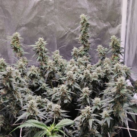 Amnésia Bubba growlog timeline photo