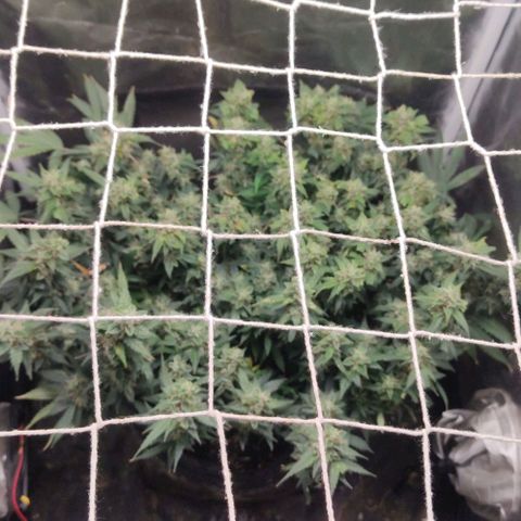 Amnésia Bubba growlog timeline photo