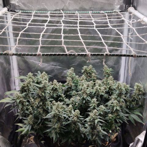 Amnésia Bubba growlog timeline photo