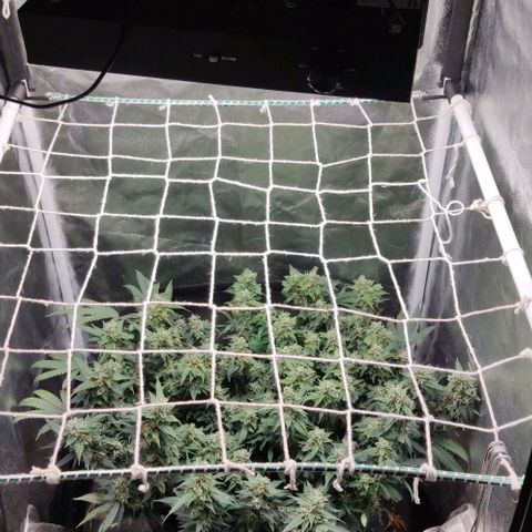 Amnésia Bubba growlog timeline photo