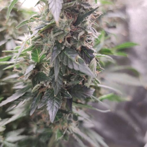 Amnésia Bubba growlog timeline photo