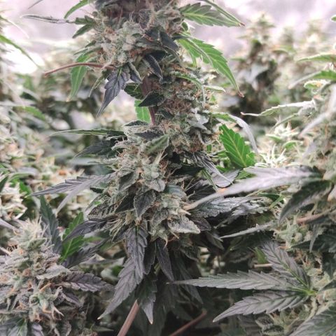 Amnésia Bubba growlog timeline photo