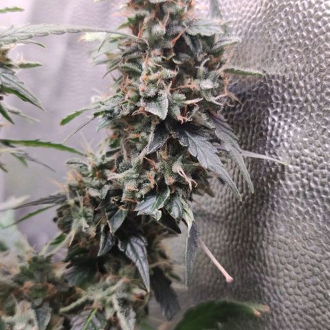 Amnésia Bubba growlog timeline photo