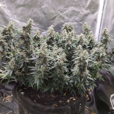 Amnésia Bubba growlog timeline photo