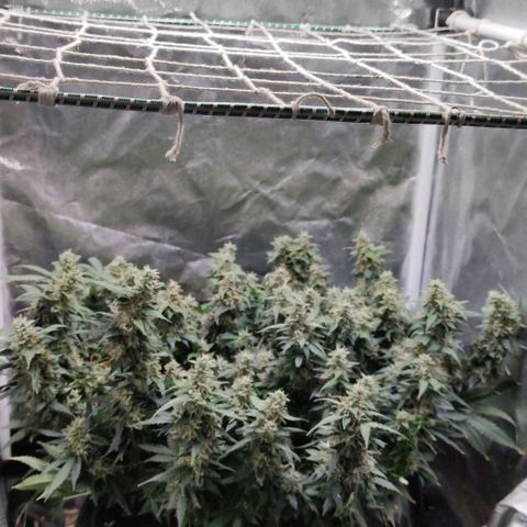Amnésia Bubba growlog timeline photo