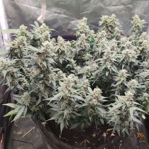 Amnésia Bubba growlog timeline photo