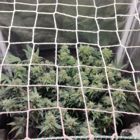 Amnésia Bubba growlog timeline photo