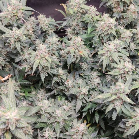 Amnésia Bubba growlog timeline photo