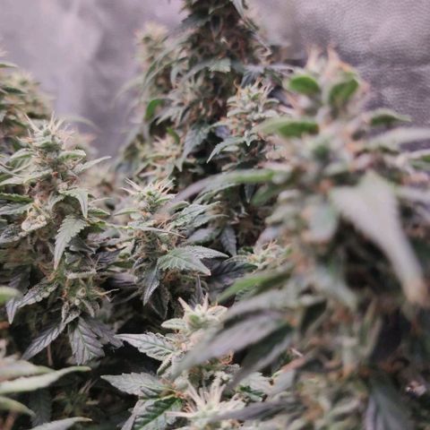 Amnésia Bubba growlog timeline photo