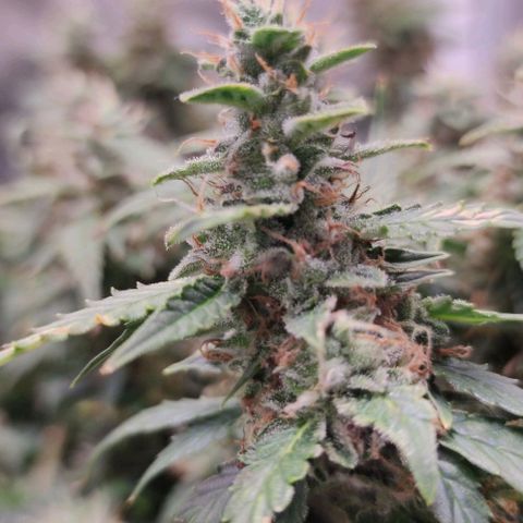 Amnésia Bubba growlog timeline photo