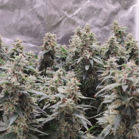 Amnésia Bubba growlog timeline photo