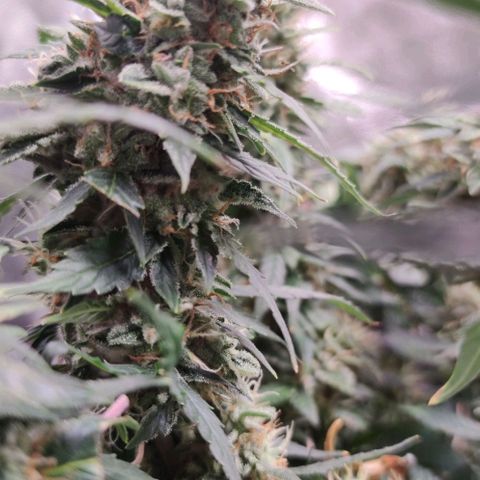 Amnésia Bubba growlog timeline photo