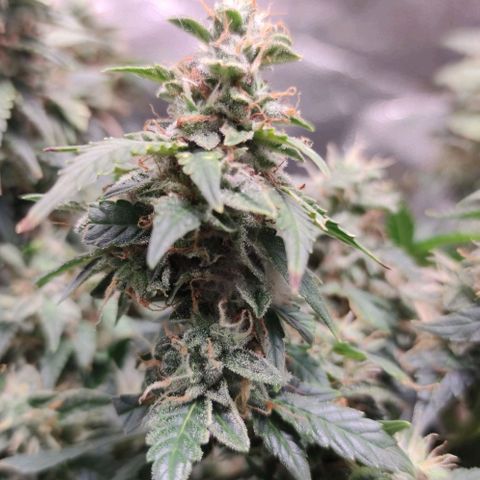 Amnésia Bubba growlog timeline photo