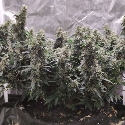 Amnésia Bubba growlog timeline photo