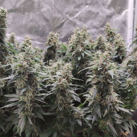 Amnésia Bubba growlog timeline photo