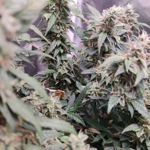 Amnésia Bubba growlog timeline photo