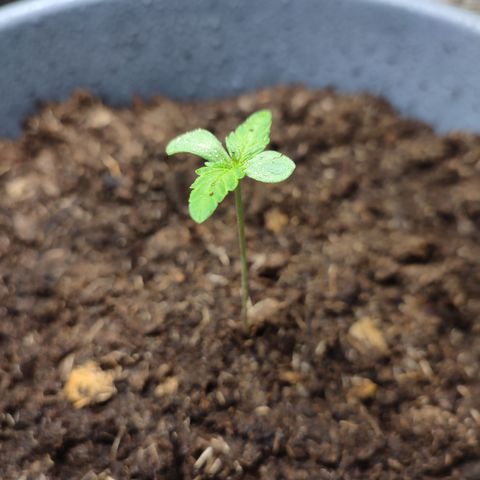 AK 47 growlog timeline photo