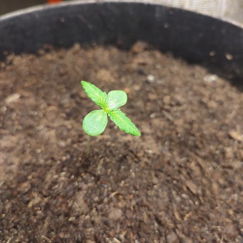 AK 47 black  growlog timeline photo