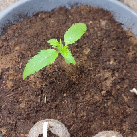 AK 47 growlog timeline photo