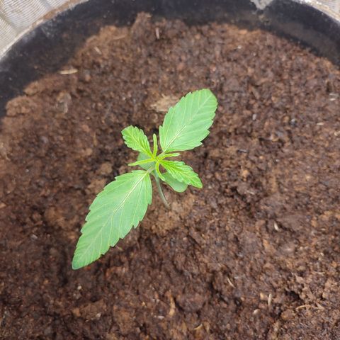 AK 47 black  growlog timeline photo