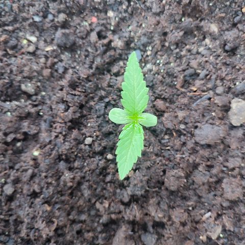 Santa Marta Haze growlog timeline photo