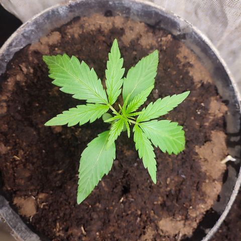 AK 47 black  growlog timeline photo